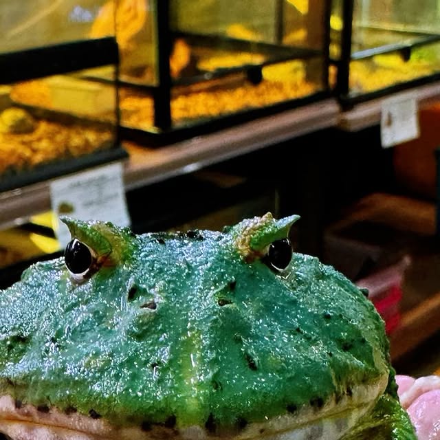 Samurai Blue Pacman Frog (Ceratophrys cranwelli)
