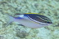 Gold 2-Line Monocle Bream (Scolopsis bilineata) — photo via Wikimedia Commons, CC BY-SA 4.0