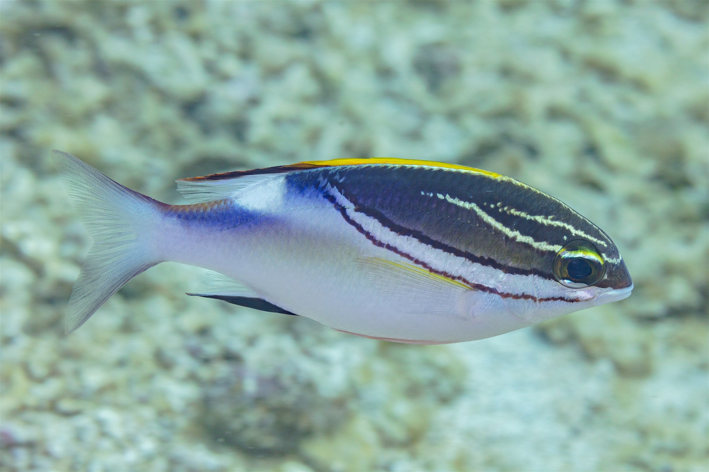 Gold 2-Line Monocle Bream (Scolopsis bilineata) — photo via Wikimedia Commons, CC BY-SA 4.0