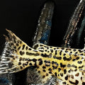 Spotted Jaguar Catfish (Liosomadoras oncinus) - photo courtesy @predatoryfins_official, used with permission