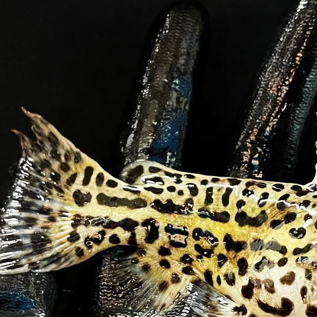 Spotted Jaguar Catfish (Liosomadoras oncinus) - photo courtesy @predatoryfins_official, used with permission