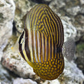Desjardin's Sailfin Tang (Zebrasoma desjardinii)