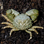 Emerald Crab (Mithraculus sculptus)