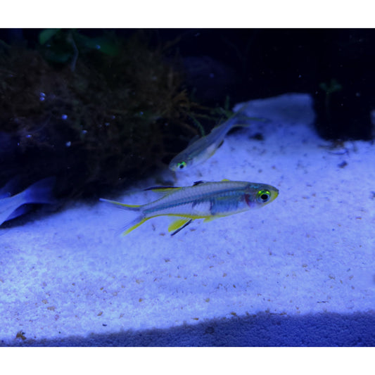 Celebes Rainbowfish - YoCamron’s Aquatics