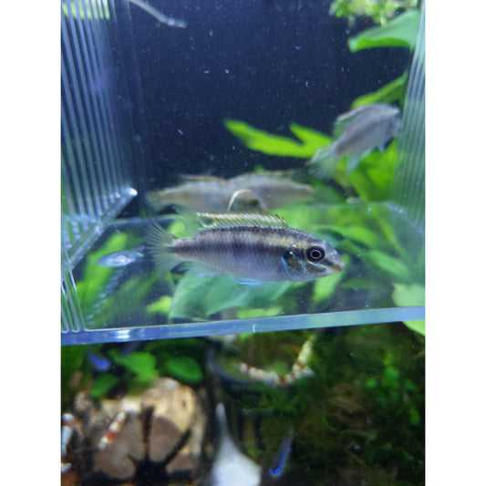 Kribensis Cichlid