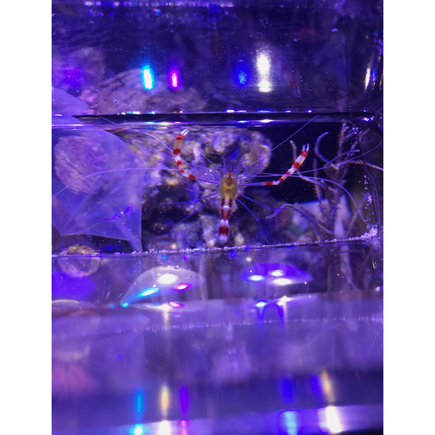 Yellow Coral Banded Shrimp