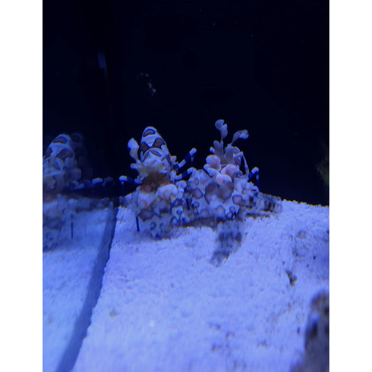 Harlequin Shrimp - YoCamron’s Aquatics