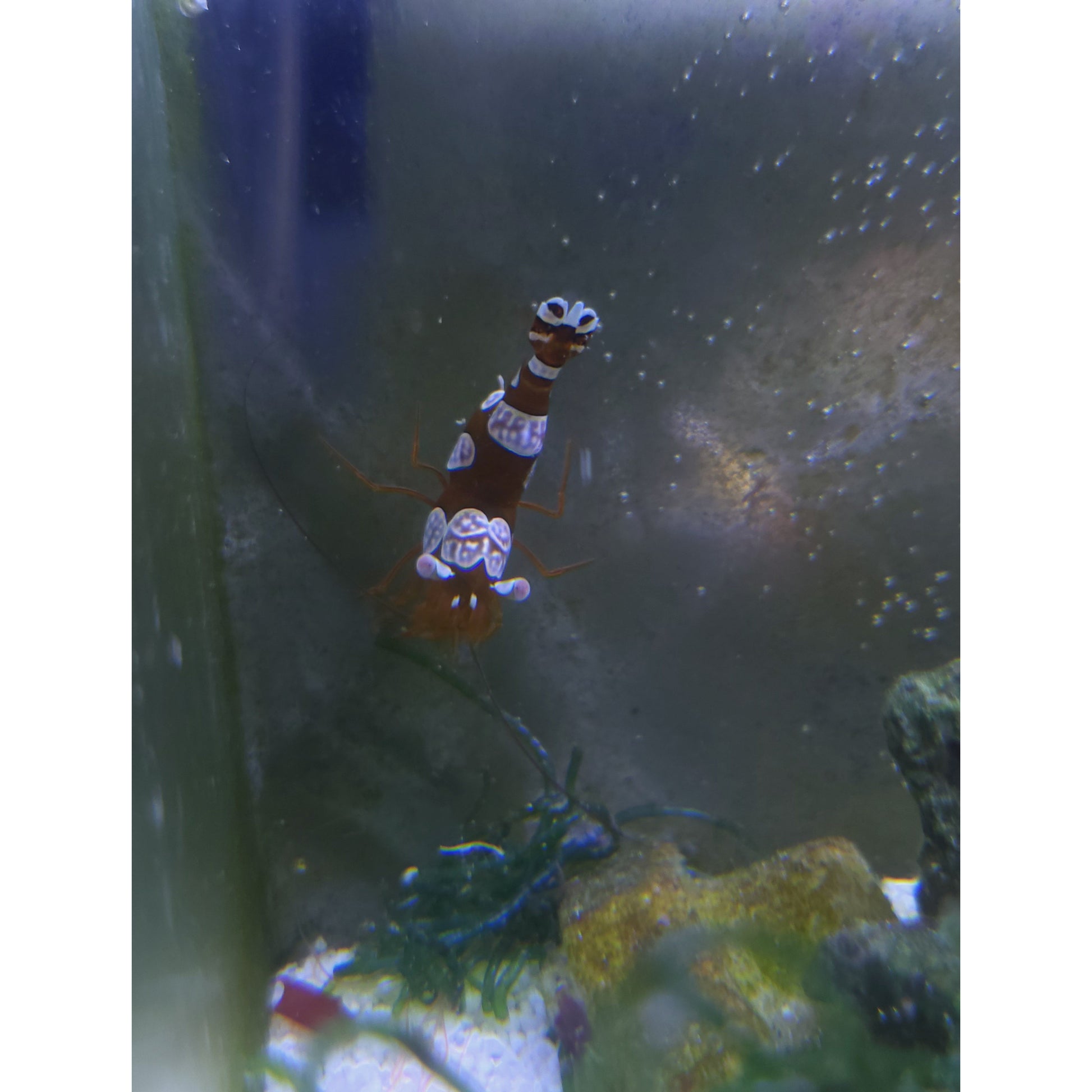 Sexy Anemone Shrimp - YoCamron’s Aquatics