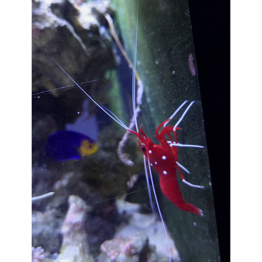 Blood Fire Red Shrimp - YoCamron’s Aquatics