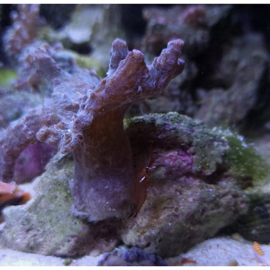 Peppermint Shrimp - YoCamron’s Aquatics