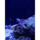 Blue Coral Banded Shrimp