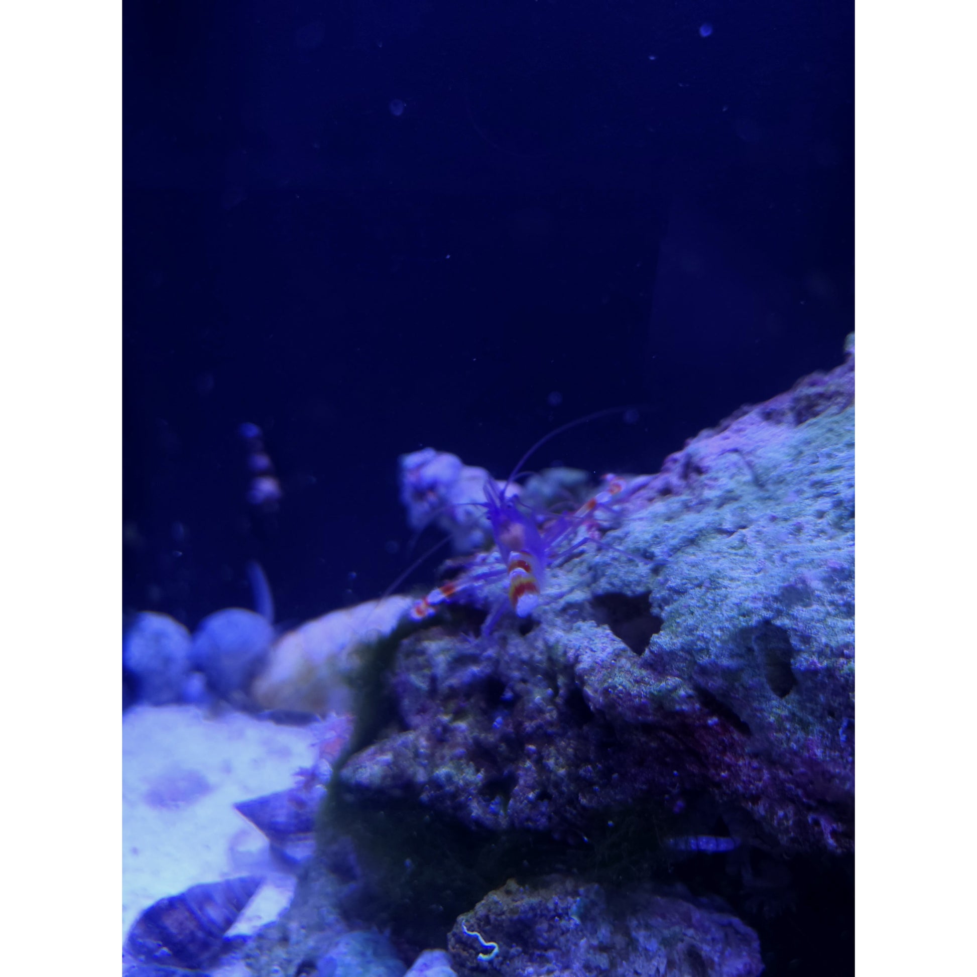 Blue Coral Banded Shrimp - YoCamron’s Aquatics