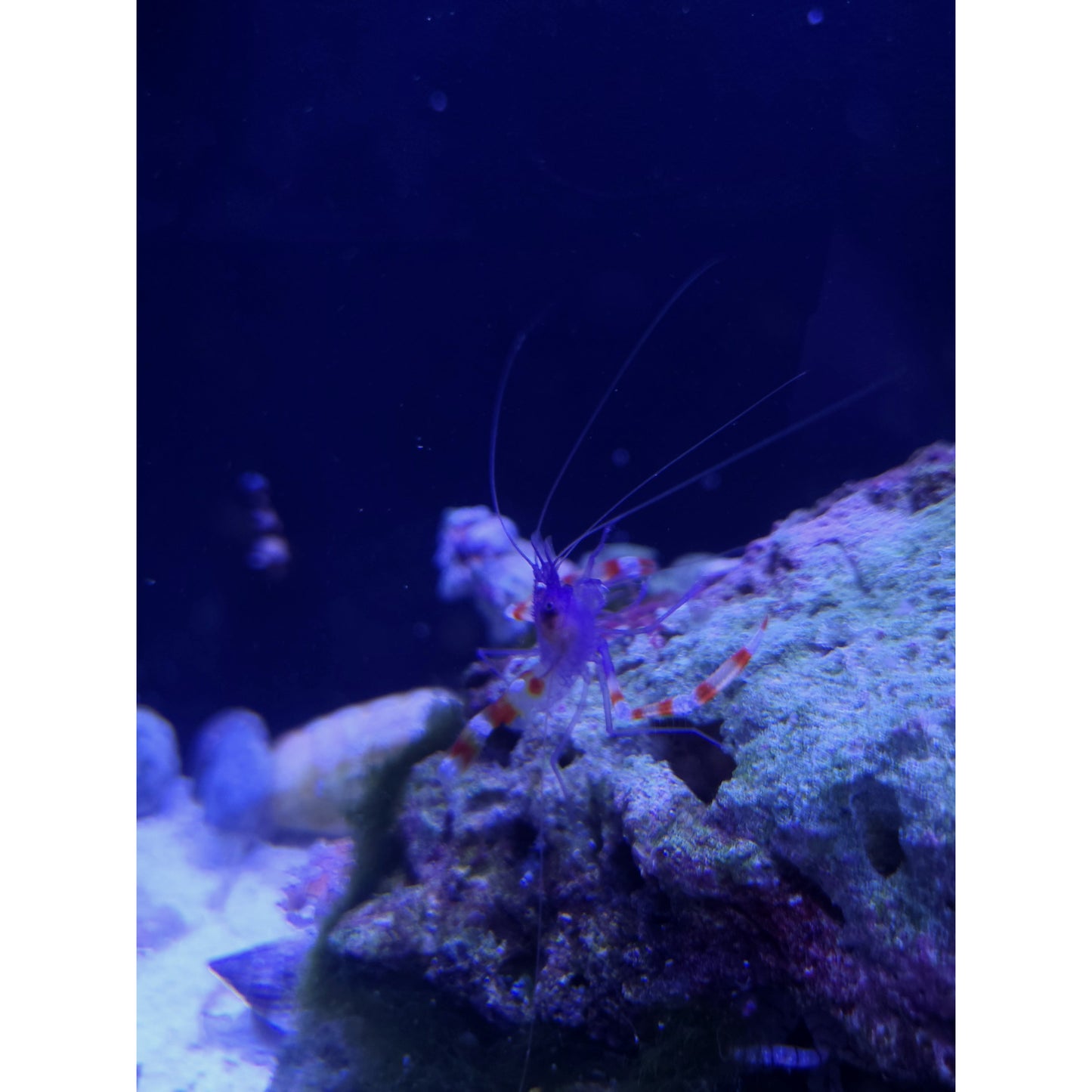 Blue Coral Banded Shrimp - YoCamron’s Aquatics