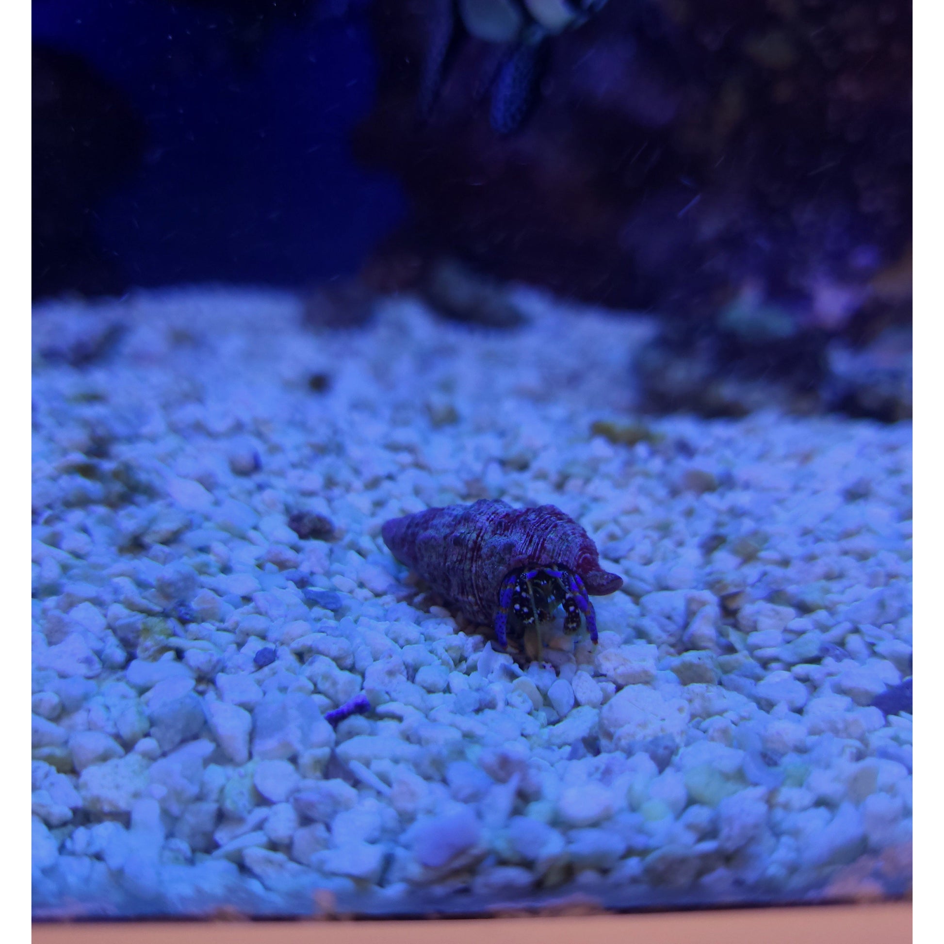 Blue Leg Hermit Crab - YoCamron’s Aquatics