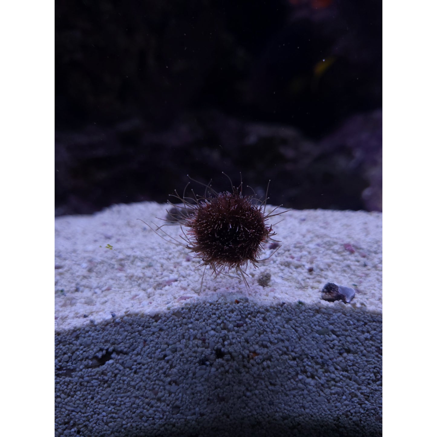 Aquacultured Tuxedo Urchin