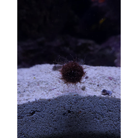 Aquacultured Tuxedo Urchin