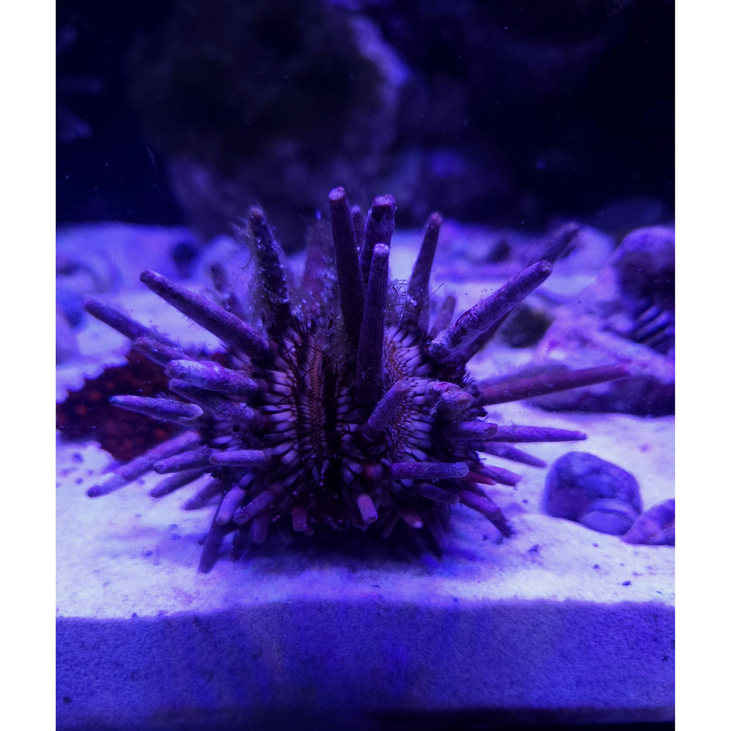 Pencil Urchin - YoCamron’s Aquatics