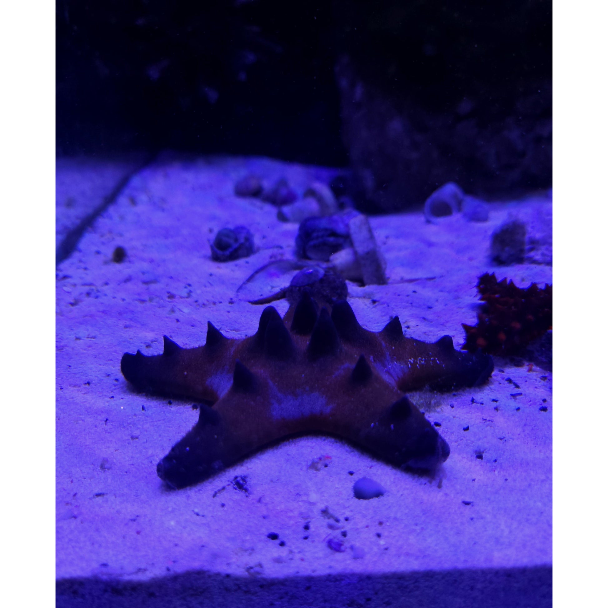 Chocolate Chip Sea Star - YoCamron’s Aquatics