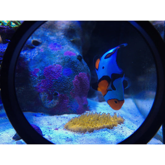 Assorted Premium Ocellaris Clownfish