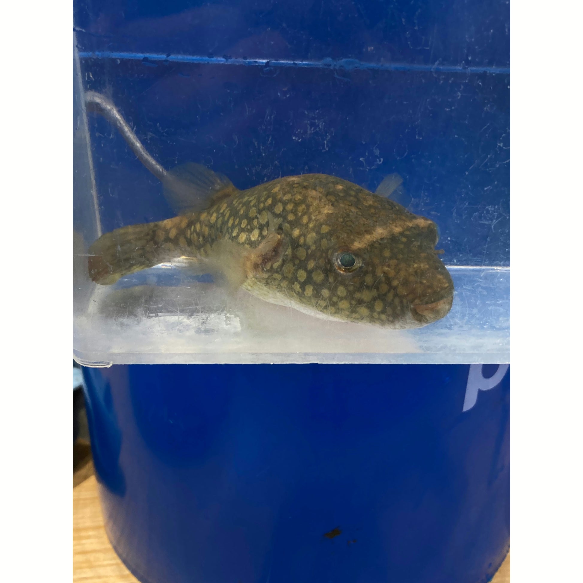 Pao Abei Pufferfish - YoCamron’s Aquatics