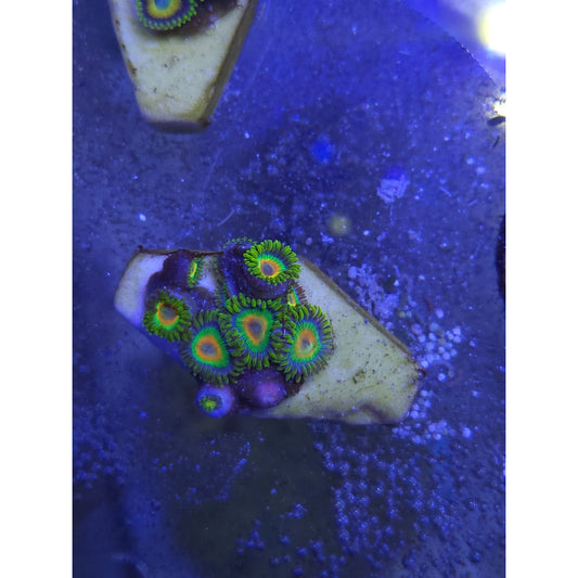 Rasta Zoanthid Coral Frag - YoCamron’s Aquatics