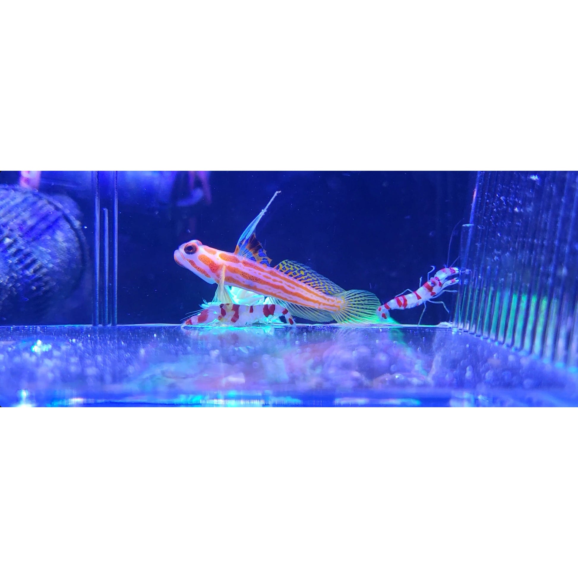Yasha Goby Paired with 2 Pistol Shrimp - YoCamron’s Aquatics
