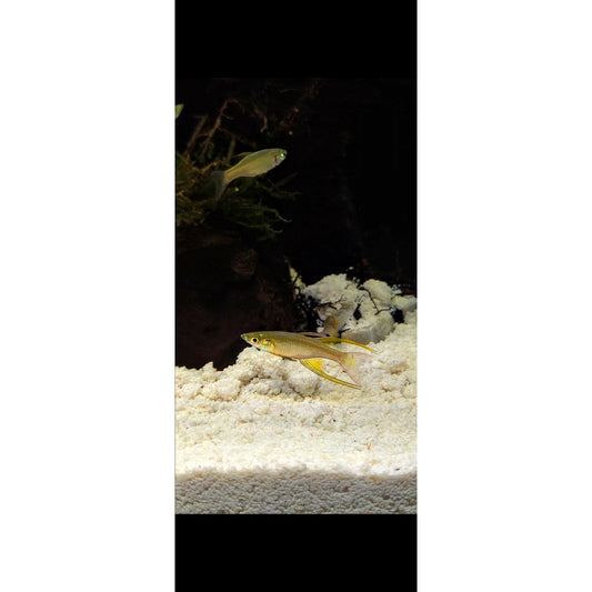 Threadfin Rainbowfish