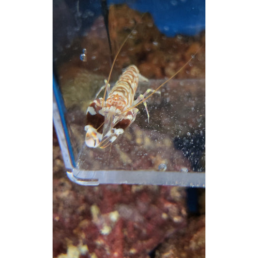 Tiger Pistol Shrimp - YoCamron’s Aquatics