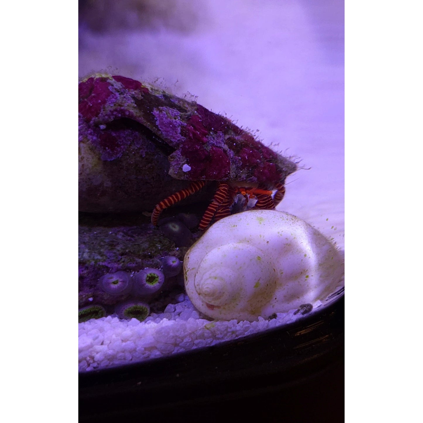 Halloween Hermit Crab - YoCamron’s Aquatics