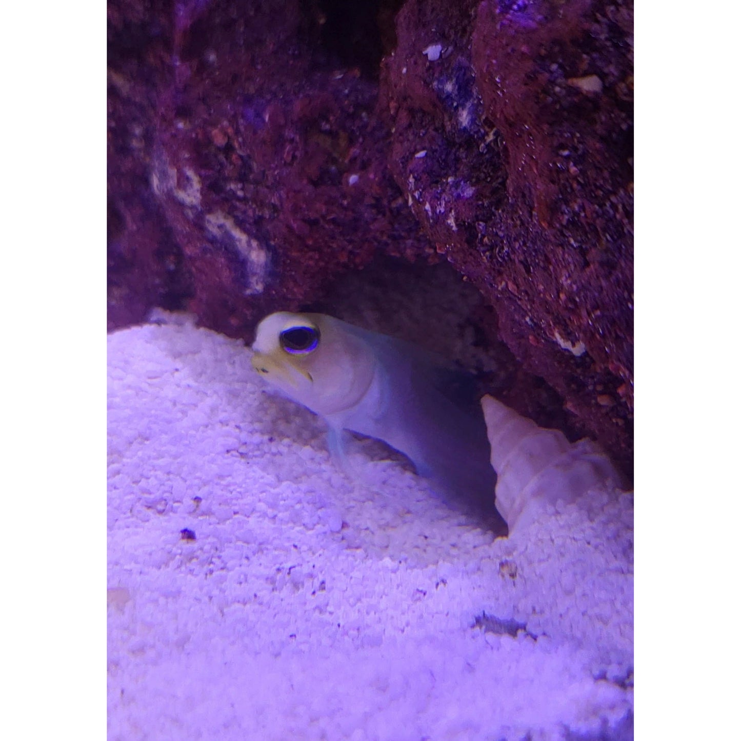 Pearly Jawfish - YoCamron’s Aquatics