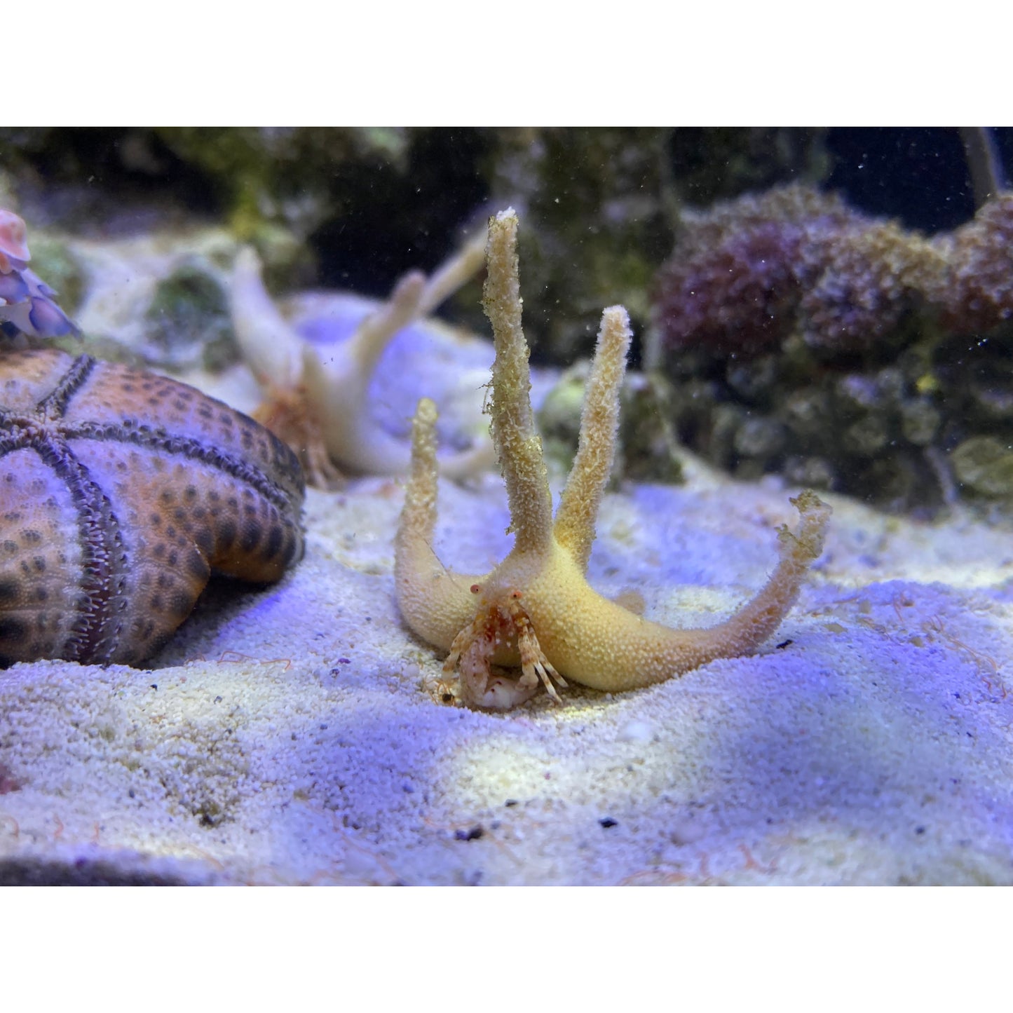 Staghorn Hermit Crab - YoCamron’s Aquatics