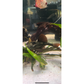 L137 Red Fin Blue Eyed Pleco