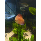 Pigeon Red Stone Discus
