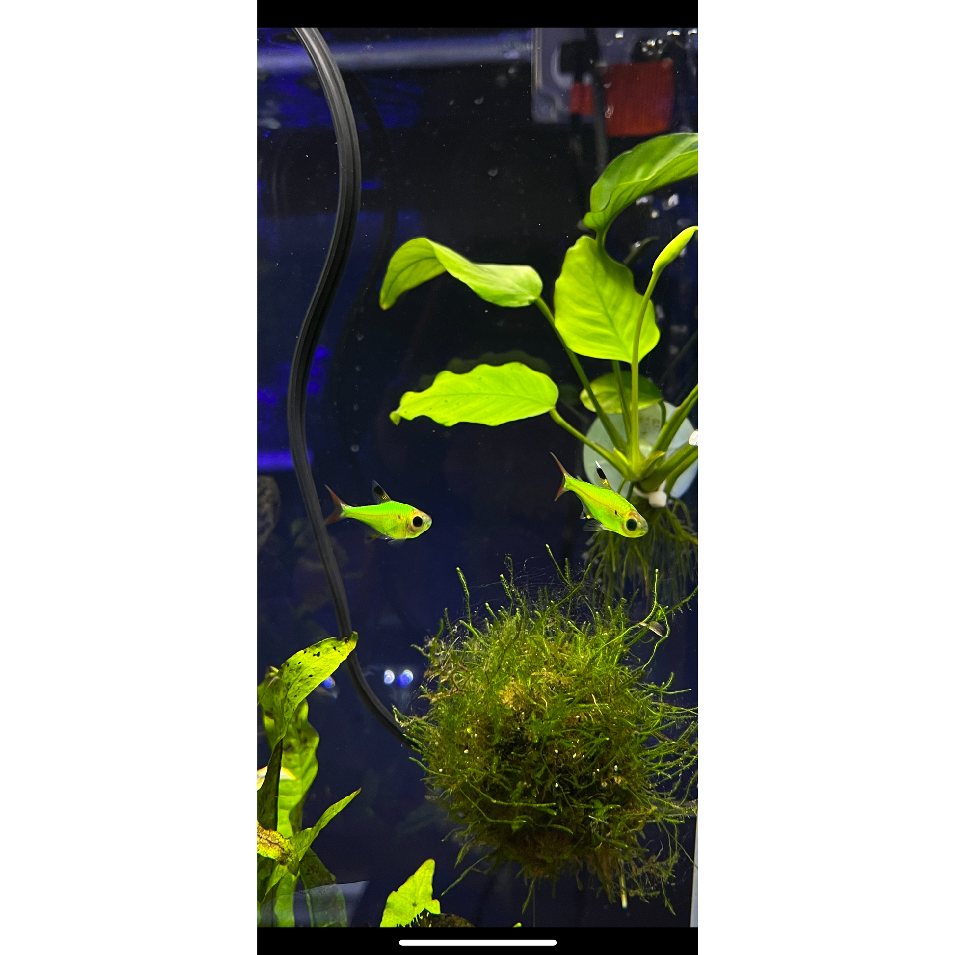 Pristella GloFish Tetra - YoCamron’s Aquatics