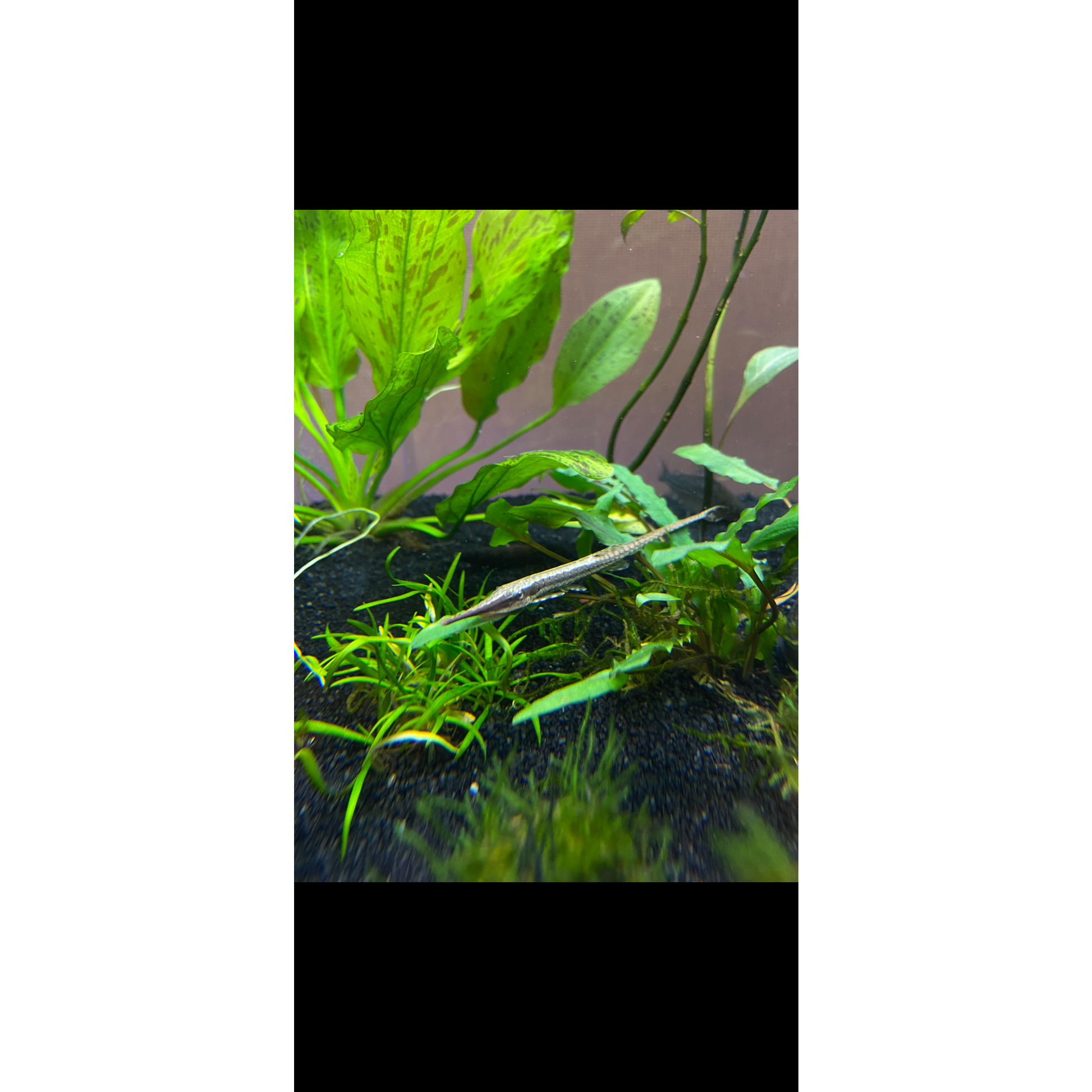 Farlowella Catfish - YoCamron’s Aquatics