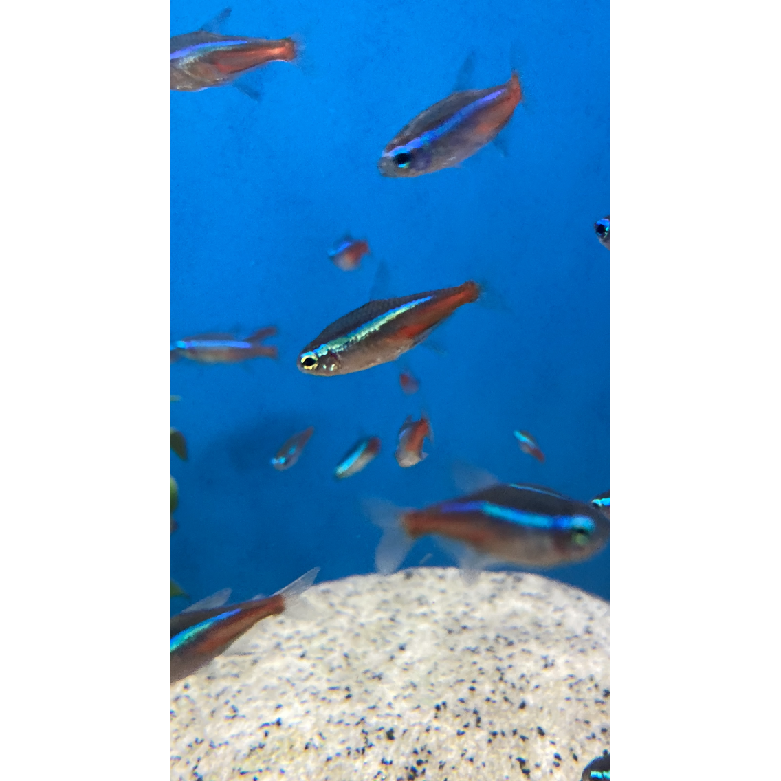 Neon Tetra - YoCamron’s Aquatics