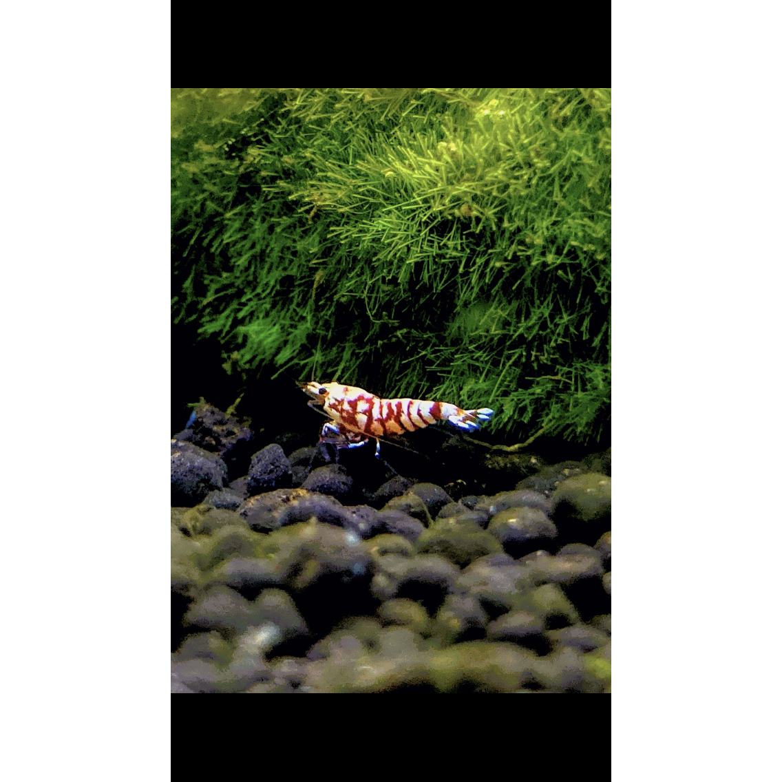 SSS Grade Red Fancy Tiger Shrimp