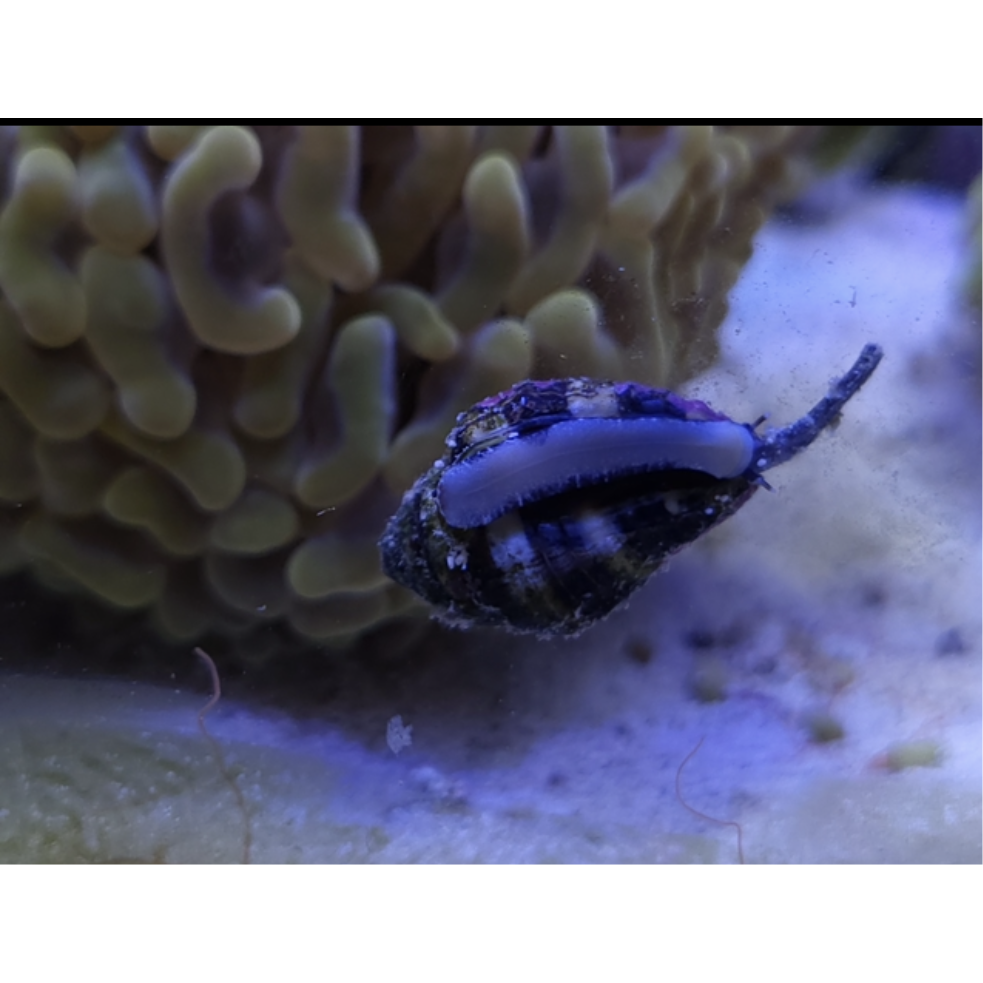 Bumblebee Snail - YoCamron’s Aquatics