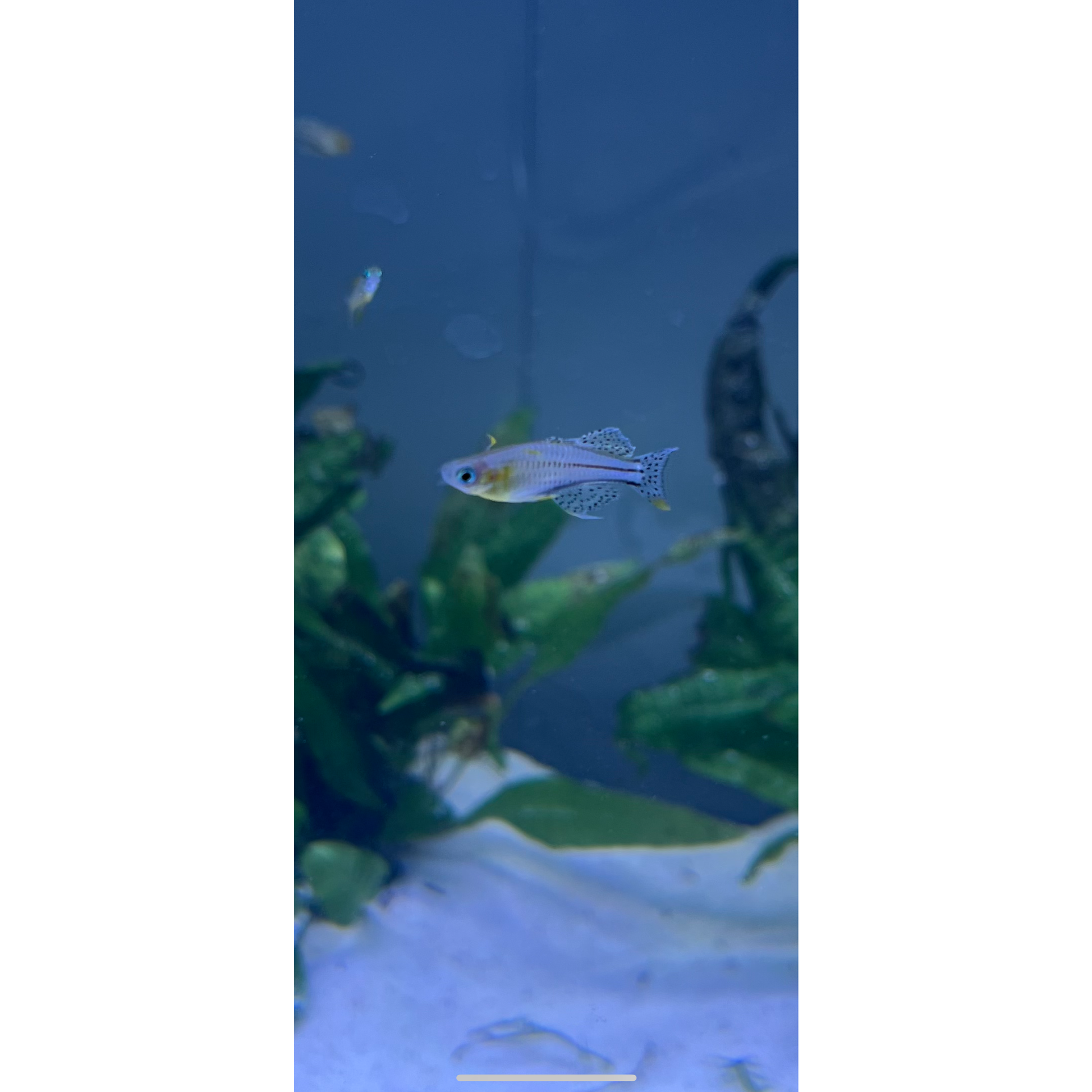 Spotted Blue Eye Gertrude Rainbowfish - YoCamron’s Aquatics