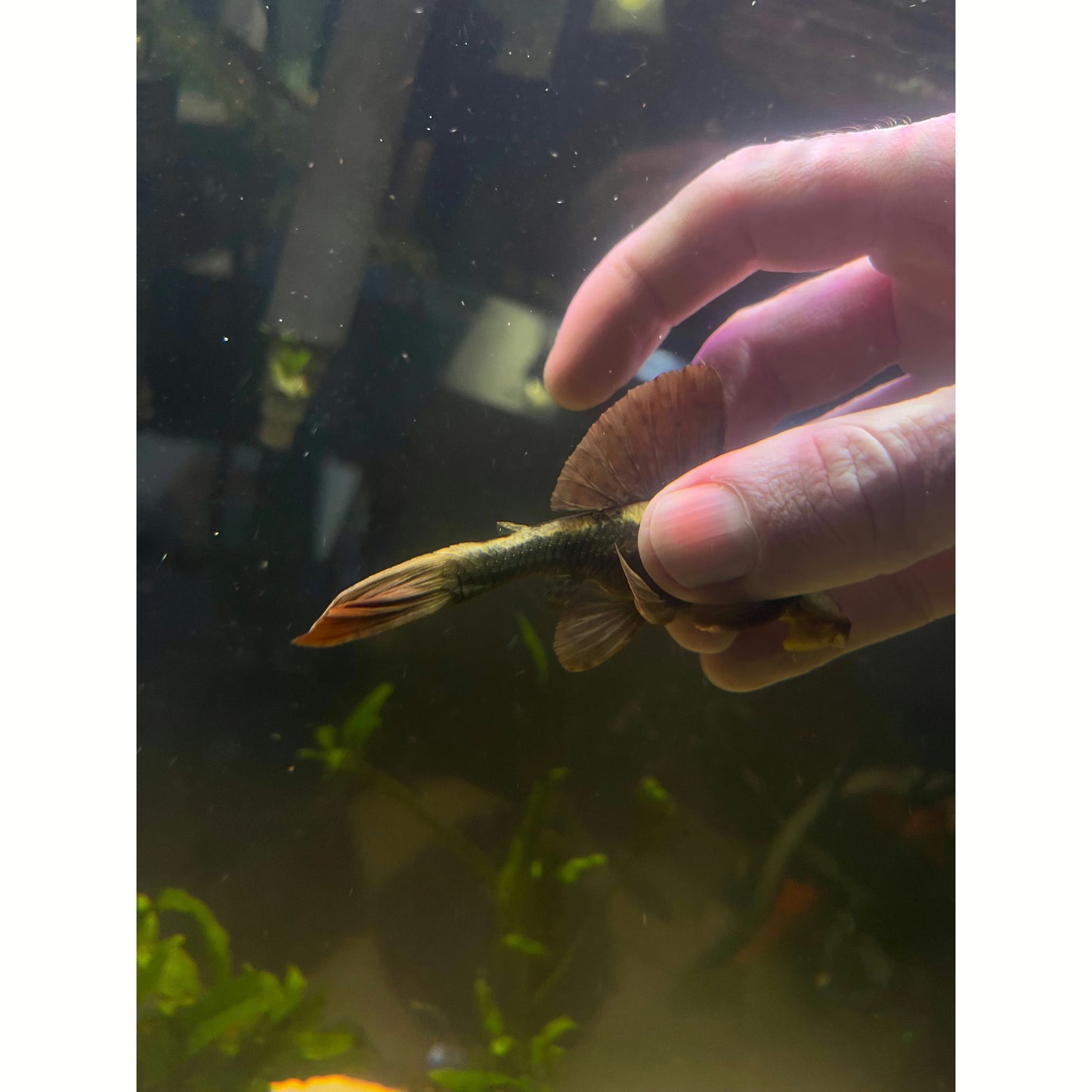 L137 Red Fin Blue Eyed Pleco