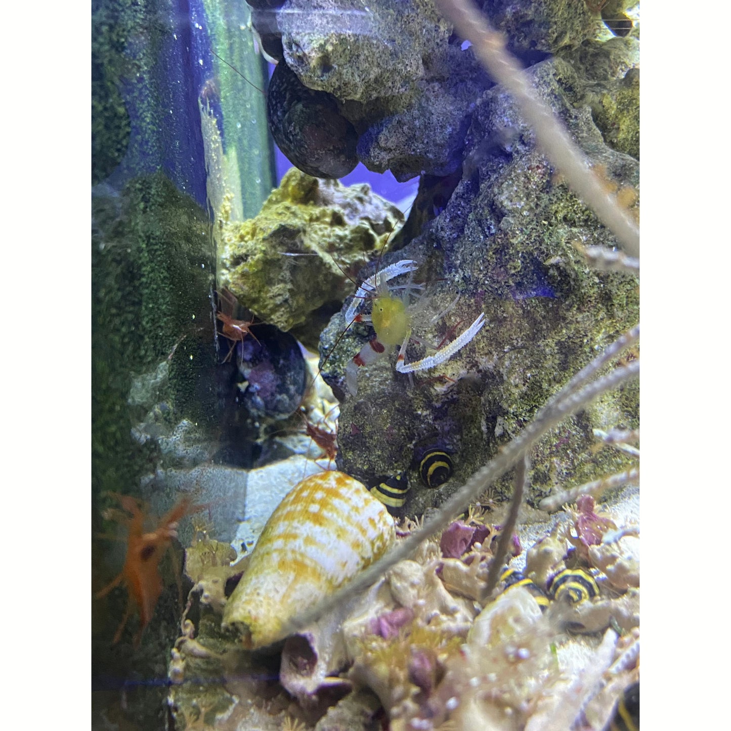 Golden Zanzibar Coral Banded Shrimp - YoCamron’s Aquatics