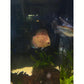 Pigeon Red Stone Discus