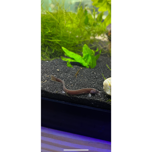 Black Kuhli Loach