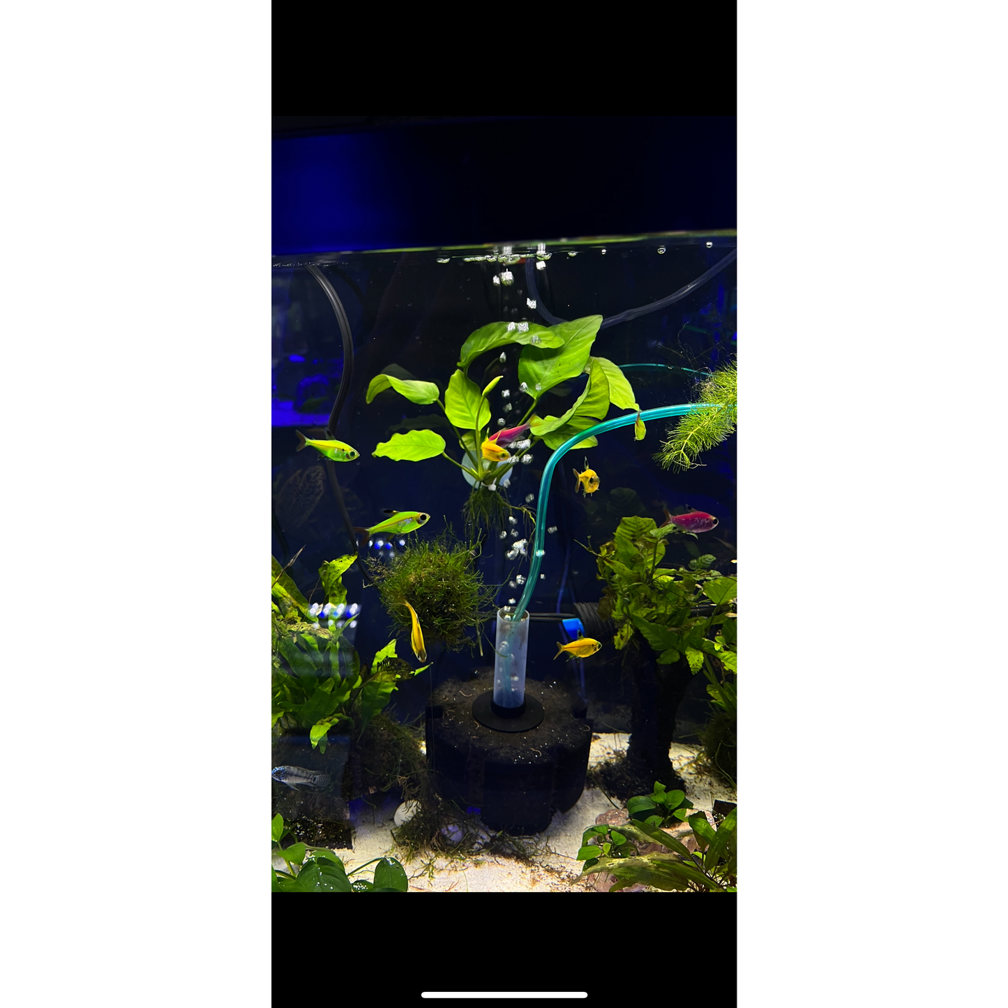 Pristella GloFish Tetra