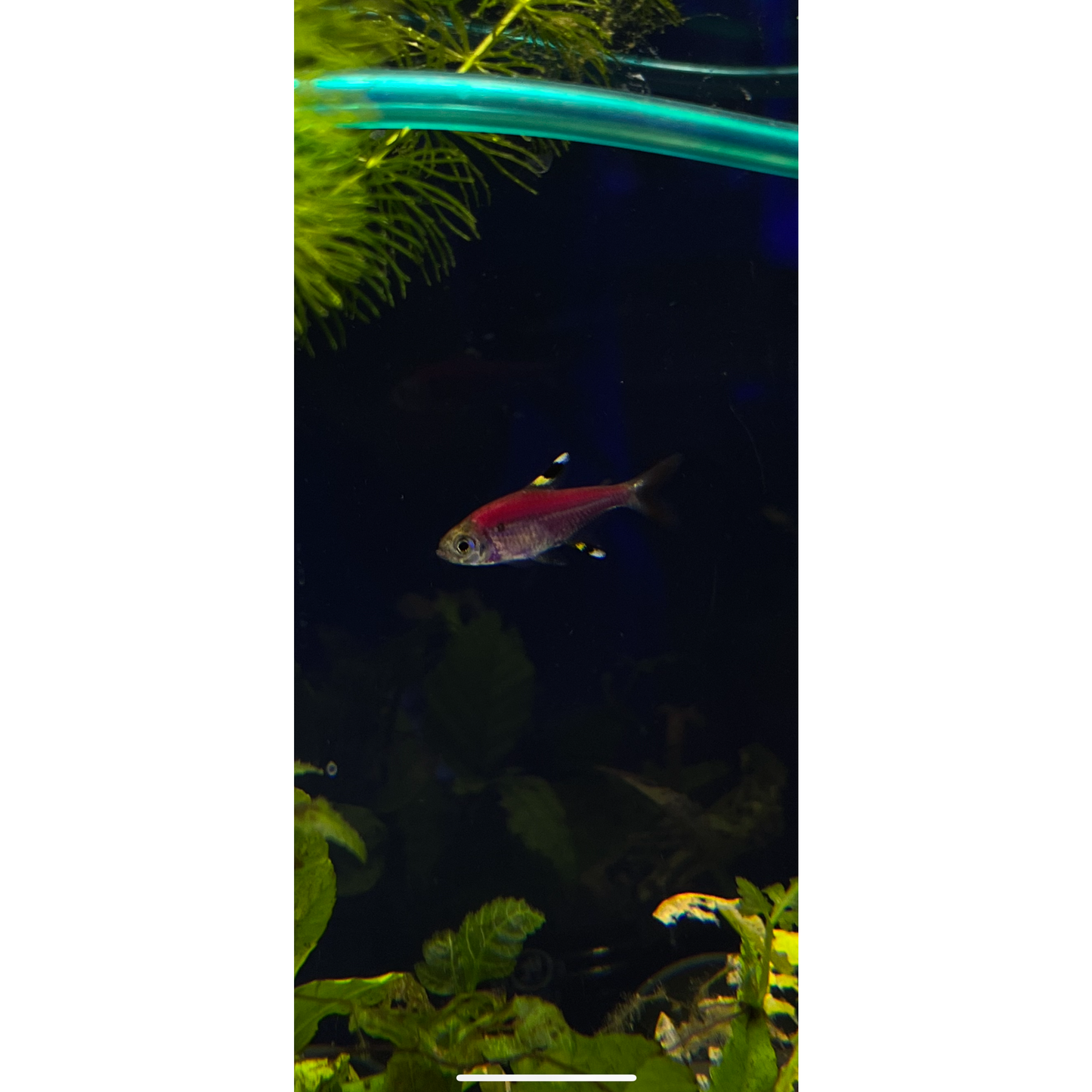 Pristella GloFish Tetra
