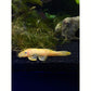 L-144 Blue Eye Lemon Bristlebose Pleco