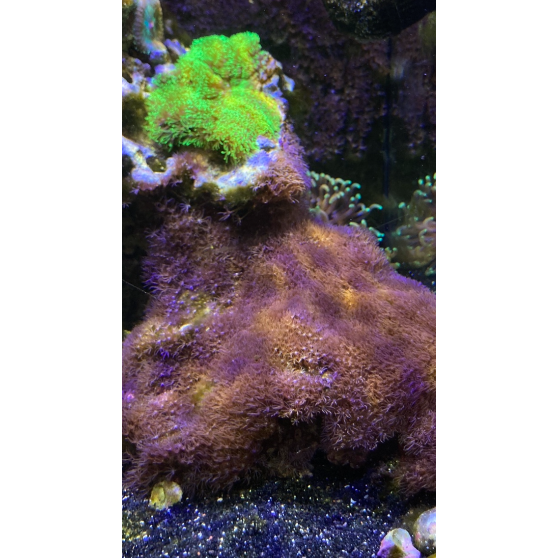 Star Polyp (Pink or Green) - YoCamron’s Aquatics