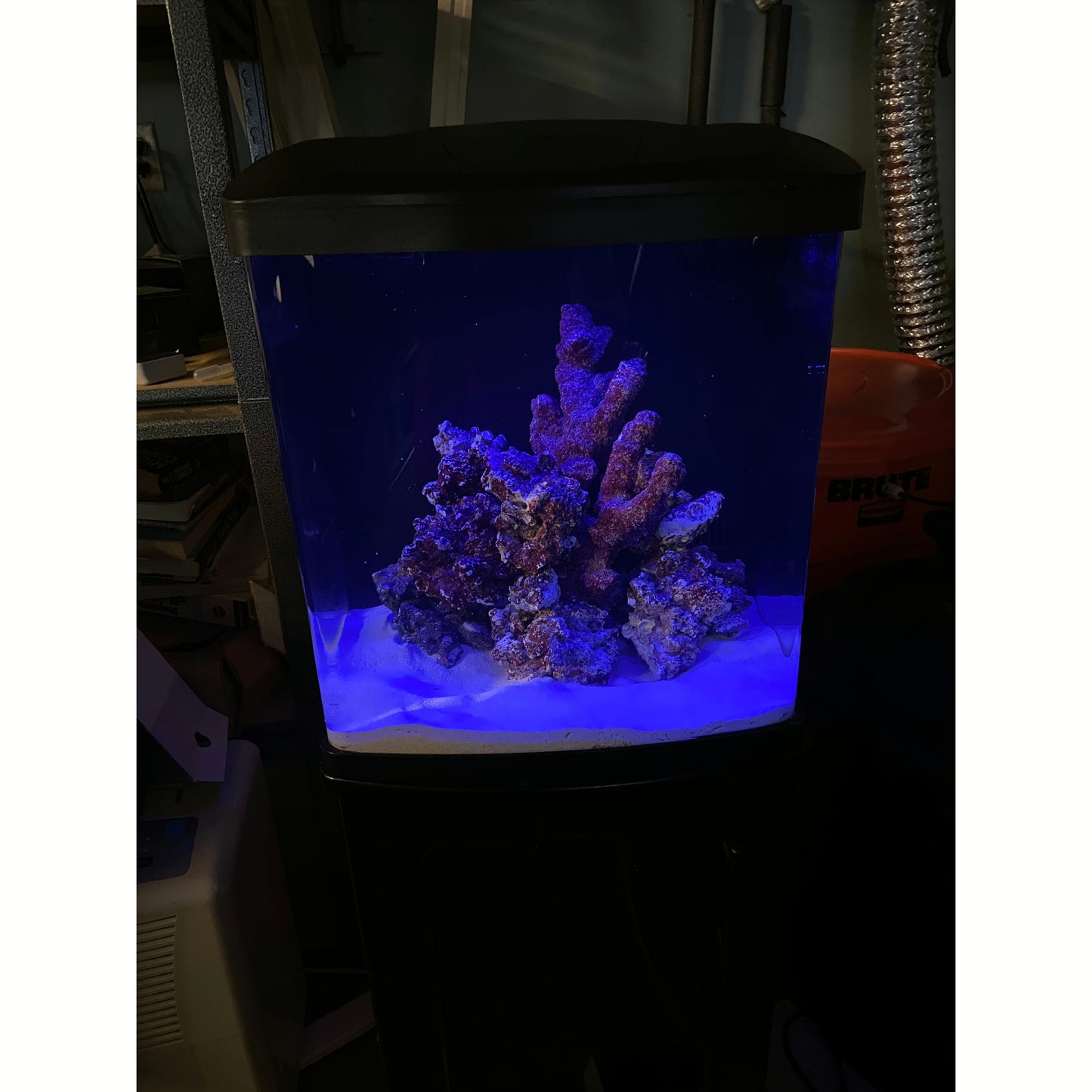 Biocube 16 Gallon LED Aquarium ONLY - YoCamron’s Aquatics