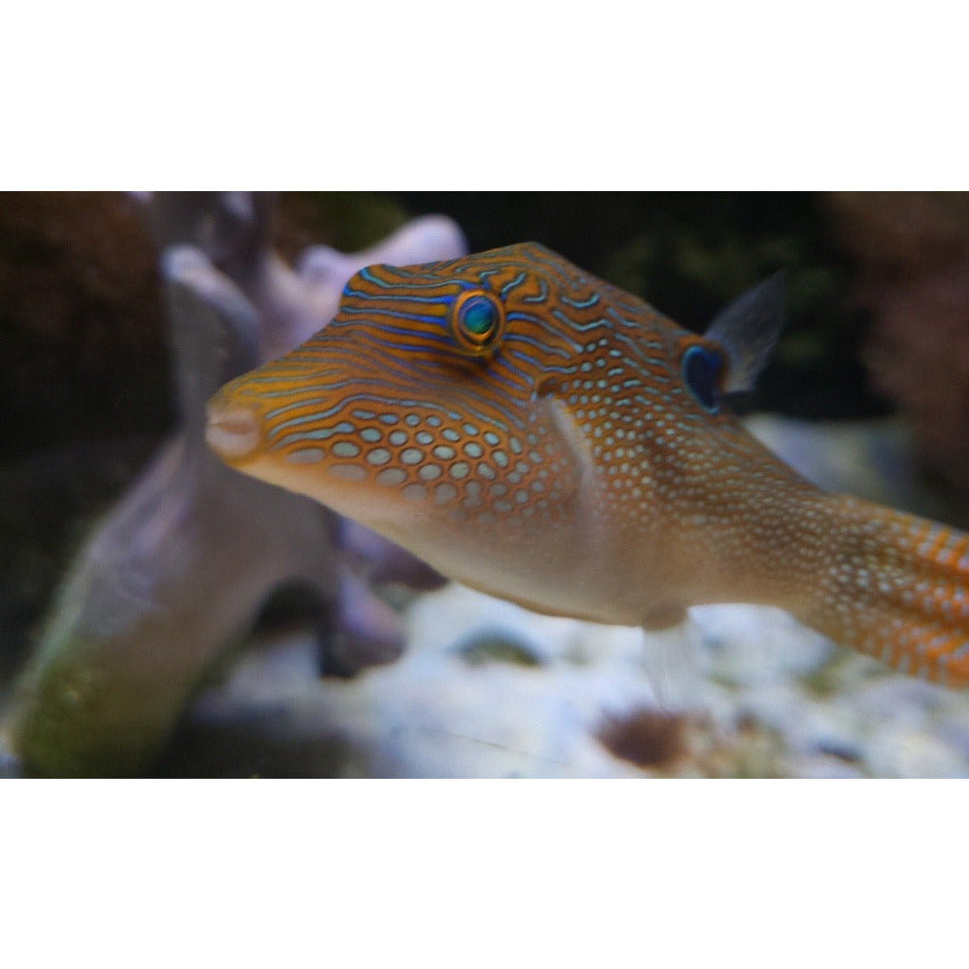 Blue Spotted Toby Puffer - YoCamron’s Aquatics