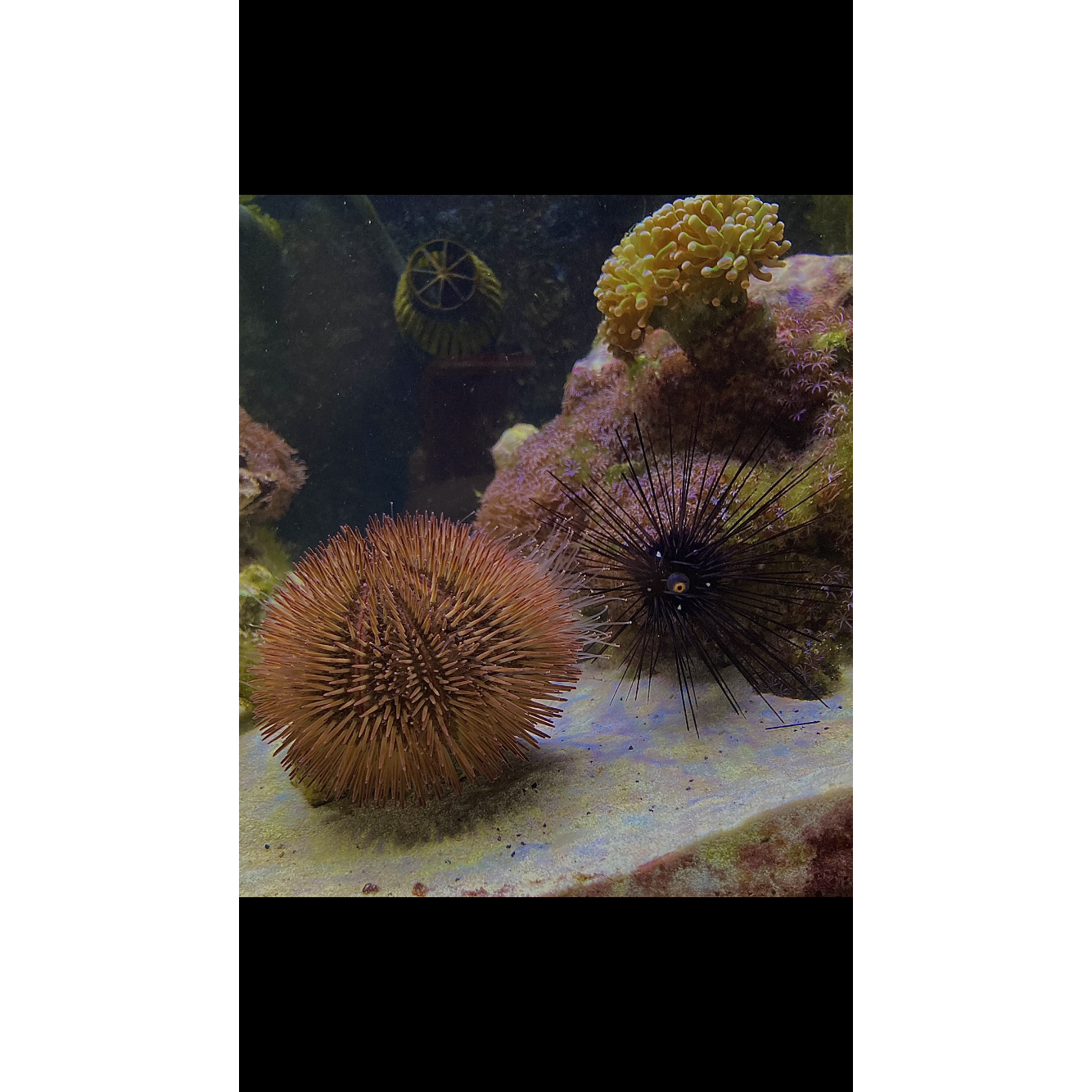 Maroon Pincushion Urchin - YoCamron’s Aquatics